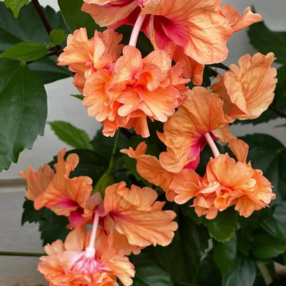 Buy Jhumka Hibiscus "Orange" | Double Flowering Hibiscus - Plant Online at Lalitenterprise