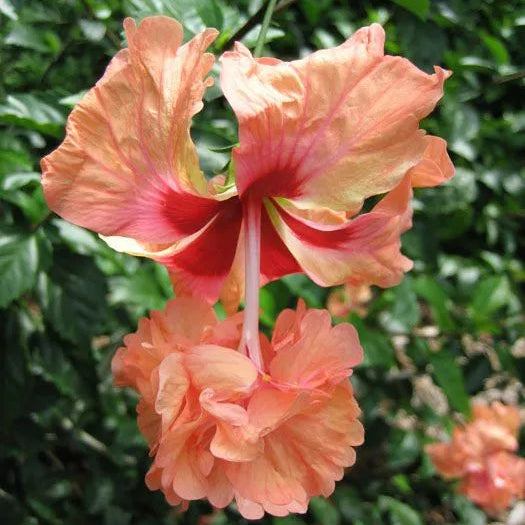 Buy Jhumka Hibiscus "Orange" | Double Flowering Hibiscus - Plant Online at Lalitenterprise