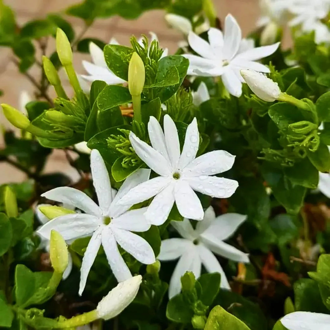 Buy Jasmine Molle - Plant Online at Lalitenterprise