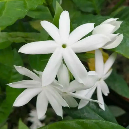 Buy Jasminum Auriculatum - Plant Online at Lalitenterprise