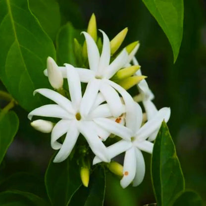 Buy Juhi, Jasmine Molle (Jasminum Auriculatum) - Plant Online at Lalitenterprise