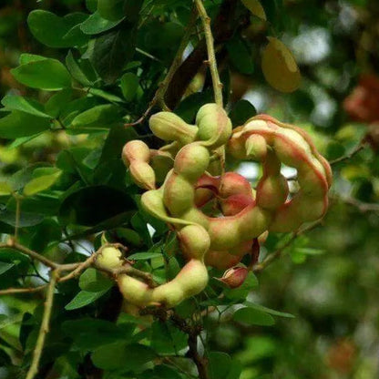 Buy Jungle Jalebi "Bonsai" (Pithecellobium Dulce) - Plant Online at Lalitenterprise