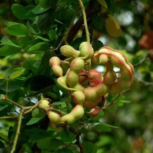 Buy Jungle Jalebi "Bonsai" (Pithecellobium Dulce) - Plant Online at Lalitenterprise