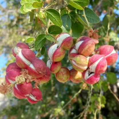 Buy Jungle Jalebi "Bonsai" (Pithecellobium Dulce) - Plant Online at Lalitenterprise