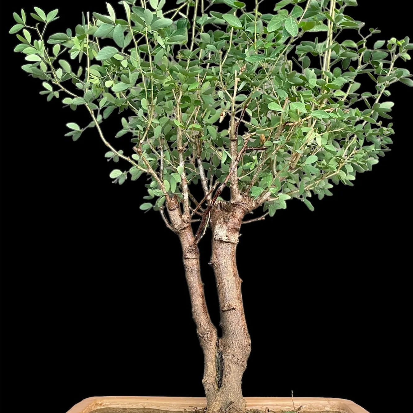 Buy Jungle Jalebi "Bonsai" (Pithecellobium Dulce) - Plant Online at Lalitenterprise