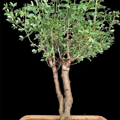 Buy Jungle Jalebi "Bonsai" (Pithecellobium Dulce) - Plant Online at Lalitenterprise