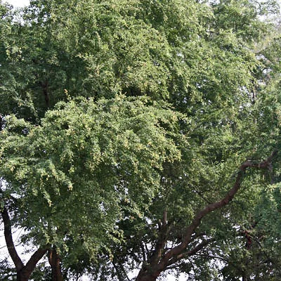 Buy Madras Thorn - Plant Online at Lalitenterprise