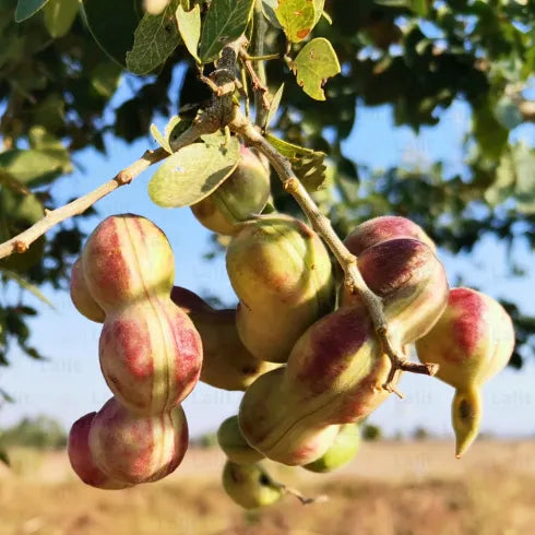 Buy Jungle Jalebi white (Pithecellobium Dulce) Manila Tamarind - Plant Online at Lalitenterprise
