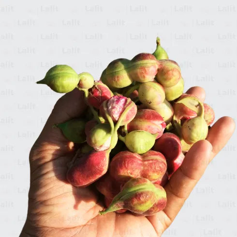 Buy Manila Tamarind - Plant Online at Lalitenterprise