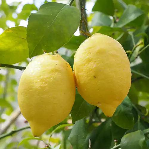 Buy Kaagazi Nimboo, Lemon – Plant Online at Lalitenterprise