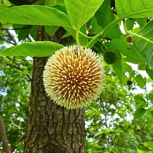 Buy Kadam (Neolamarckia Cadamba) Burflower-tree - Plant Online at Lalitenterprise