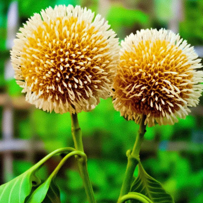 Buy Burflower-tree - Plant Online at Lalitenterprise