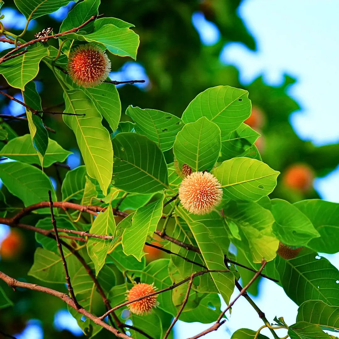 Buy Kadam (Neolamarckia Cadamba) Burflower-tree - Plant Online at Lalitenterprise