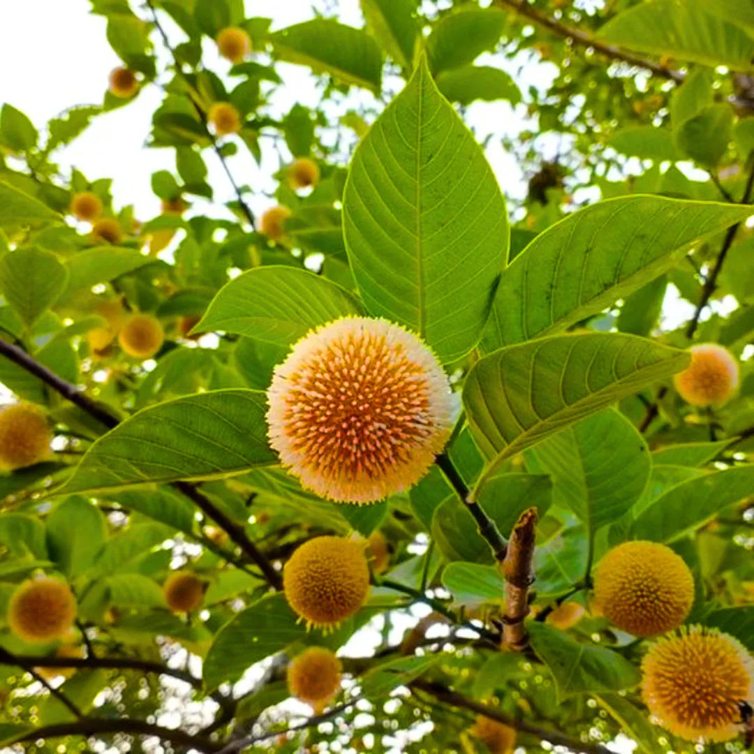 Buy Neolamarckia Cadamba - Plant Online at Lalitenterprise