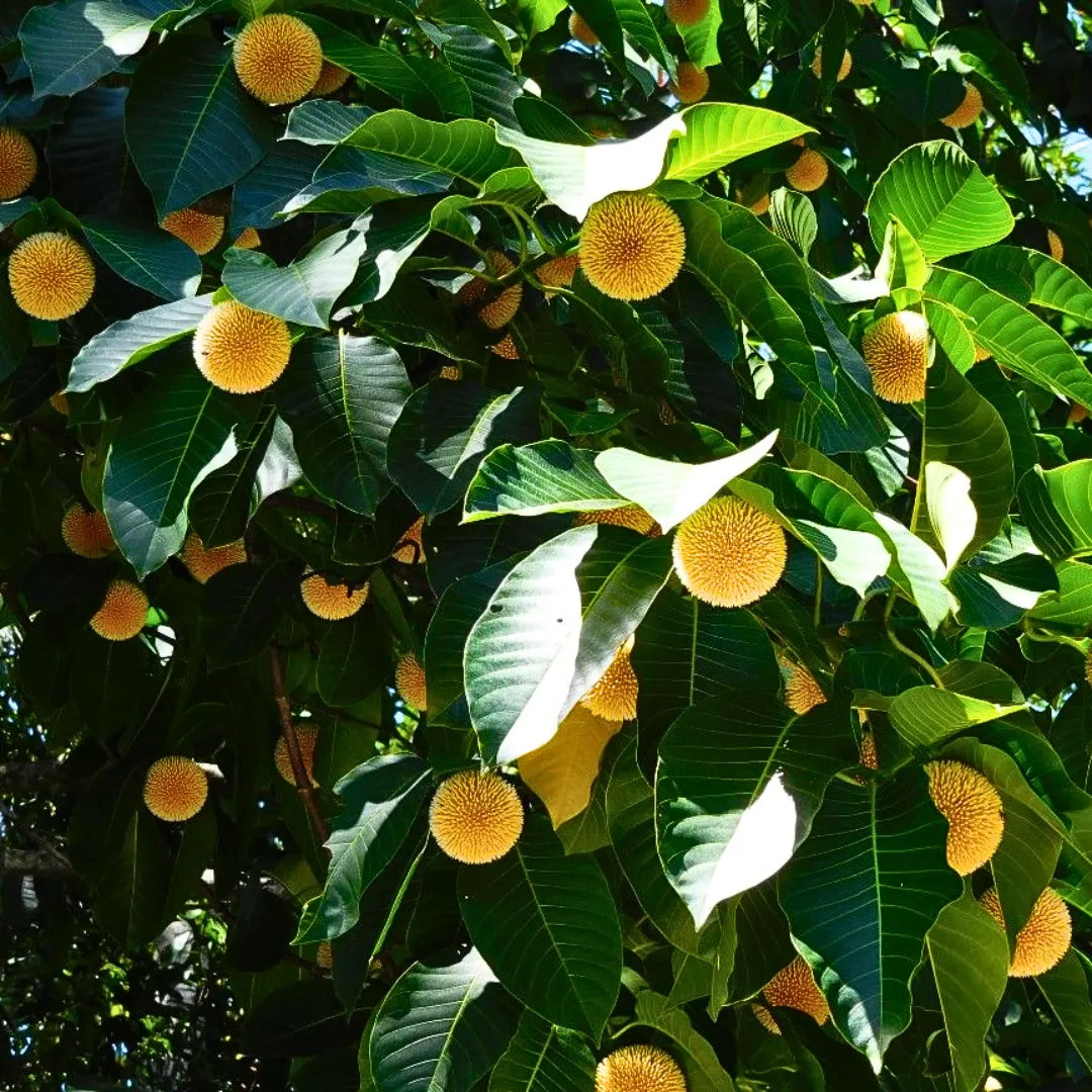 Buy Neolamarckia Cadamba - Plant Online at Lalitenterprise