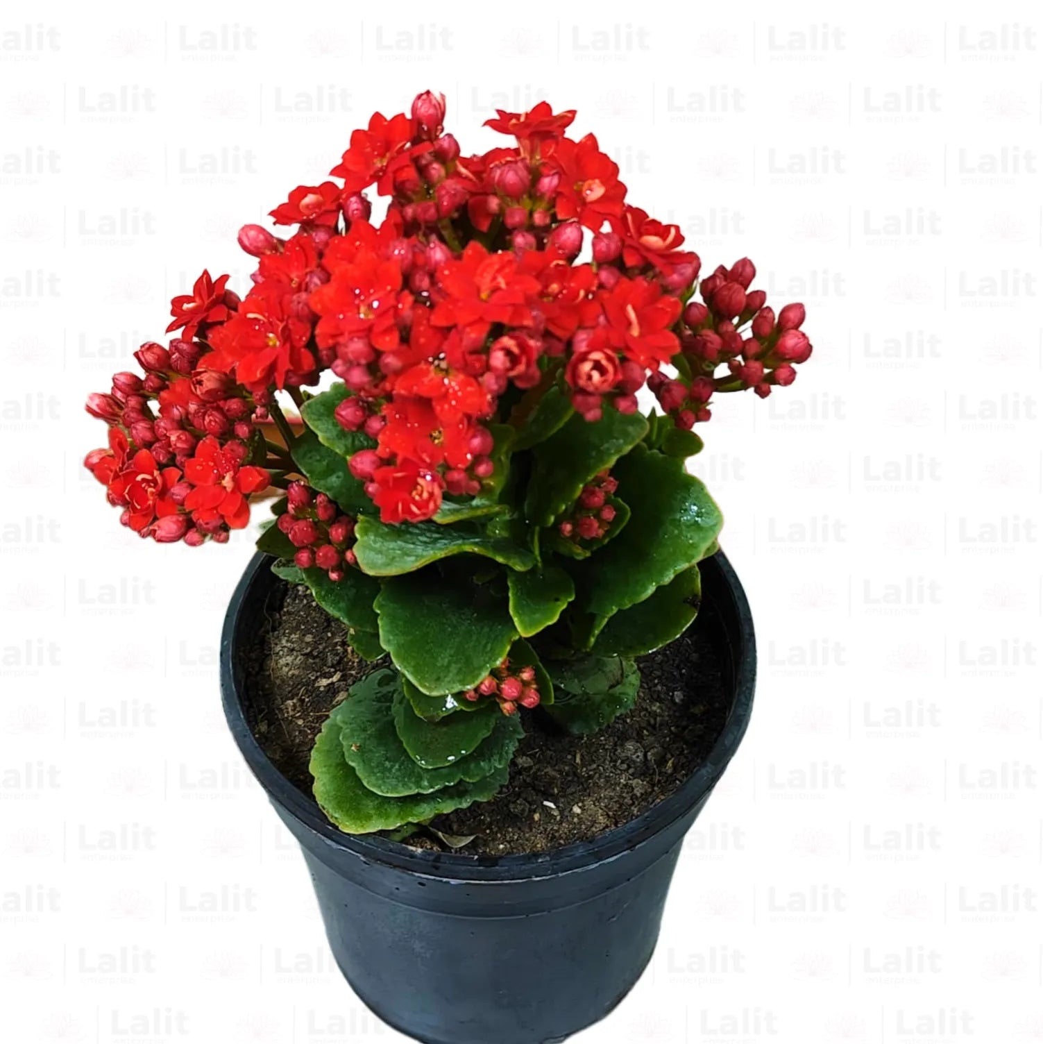 widow's thrill succulent plant Kalanchoe (Widow's-thrill) Flaming Katy