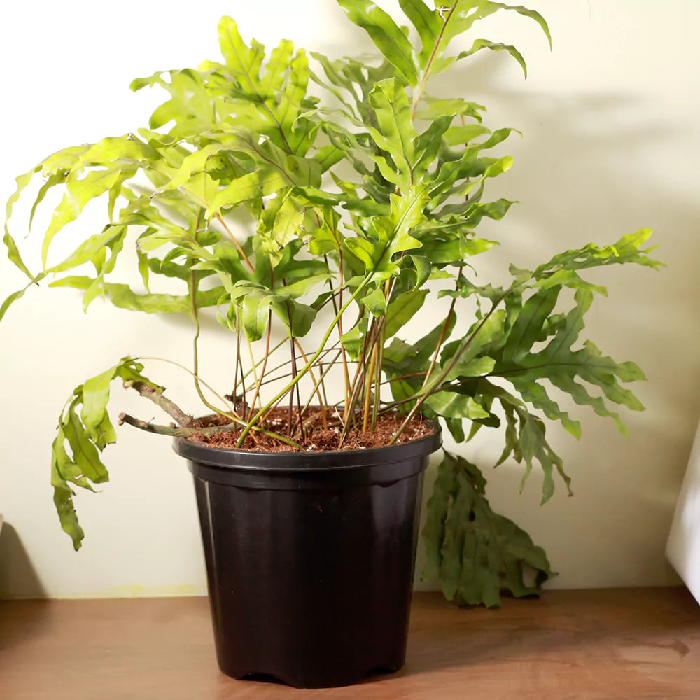 Buy Kangaroo Fern (Microsorum Diversifolium) - Plant Online at Lalitenterprise