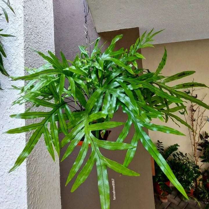 Buy Kangaroo Fern (Microsorum Diversifolium) - Plant Online at Lalitenterprise