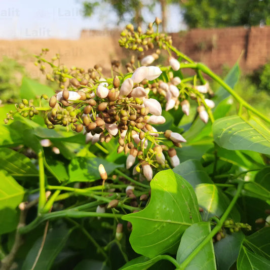 Buy Karanja (Millettia Pinnata) - Plant Online at Lalitenterprise