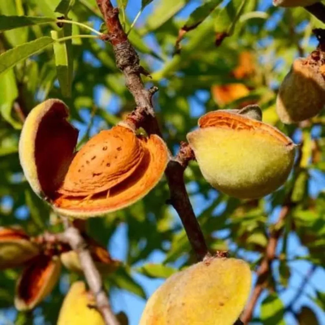 Buy Kashmiri Almond - Plant Online at Lalitenterprise