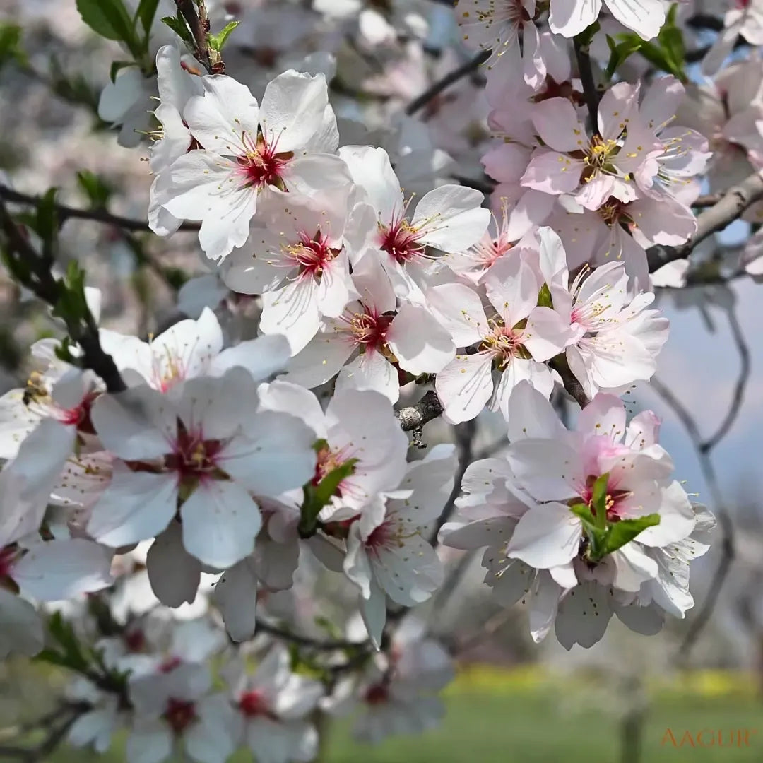 Buy Kashmiri Almond (Badam) - Plant Online at Lalitenterprise