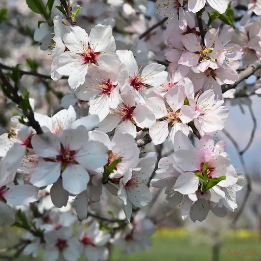 Buy Kashmiri Almond (Badam) - Plant Online at Lalitenterprise