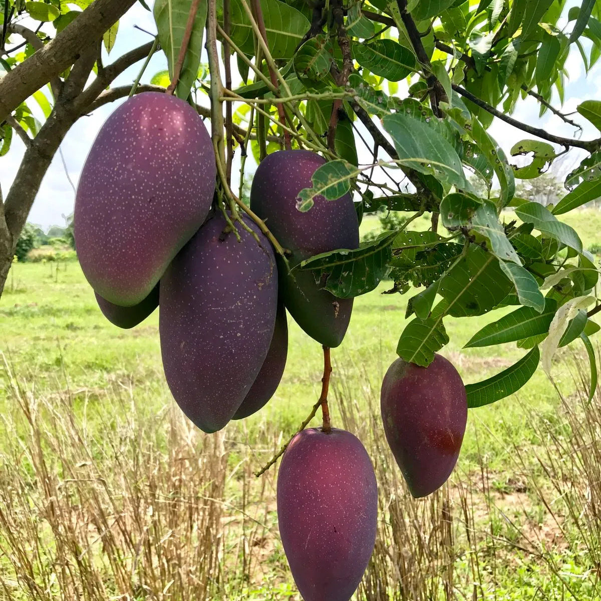Buy Kasturi Mango Plant | Mangifera Casturi Online at Lalitenterprise