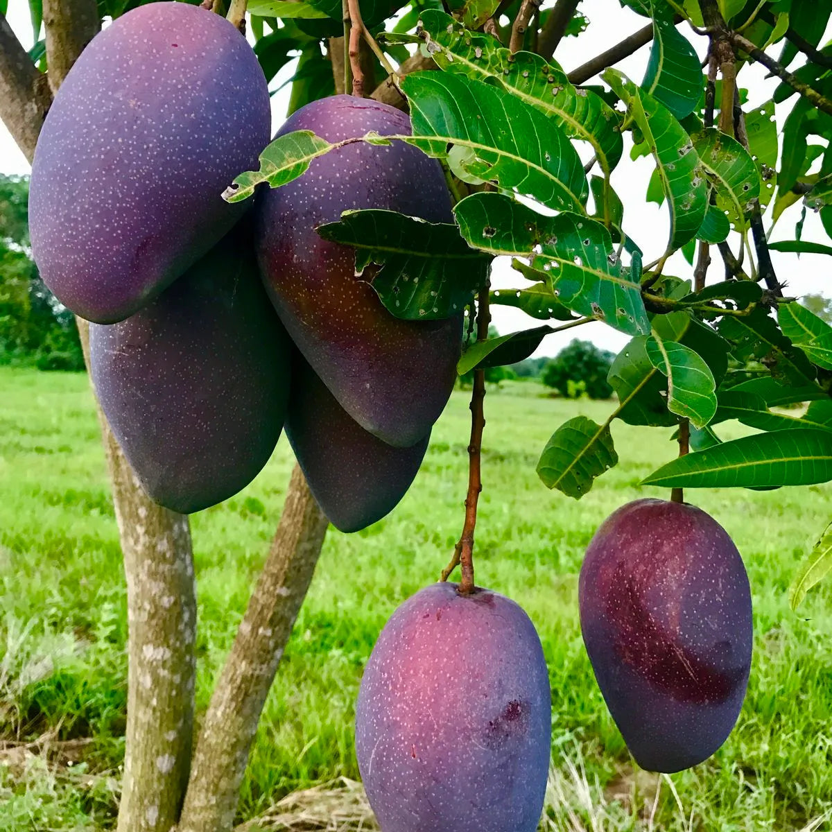 Buy Kasturi Mango Plant | Mangifera Casturi Online at Lalitenterprise