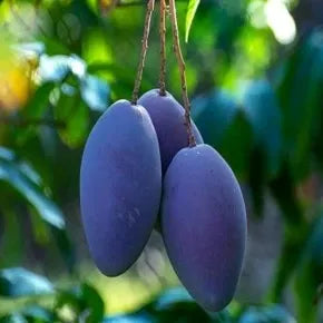 Buy Kasturi Mango Plant | Mangifera Casturi Online at Lalitenterprise