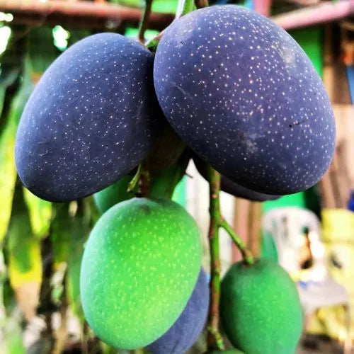 Buy Kasturi Mango Plant | Mangifera Casturi Online at Lalitenterprise
