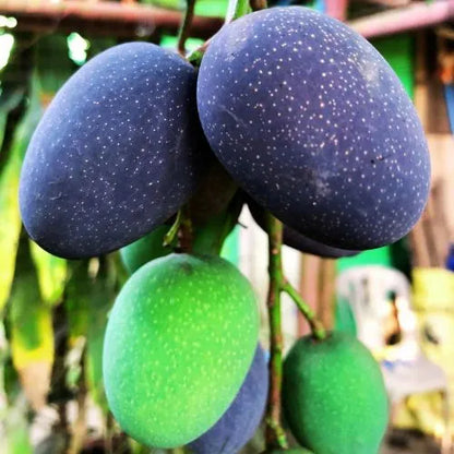 Buy Kasturi Mango Plant | Mangifera Casturi Online at Lalitenterprise