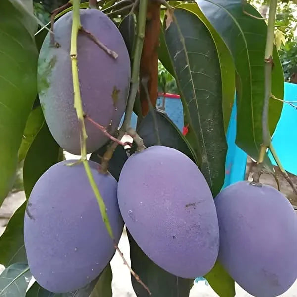 Buy Kasturi Mango Plant | Mangifera Casturi Online at Lalitenterprise