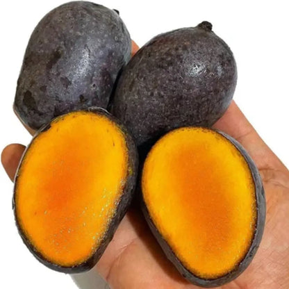Buy Kasturi Mango Plant | Mangifera Casturi Online at Lalitenterprise
