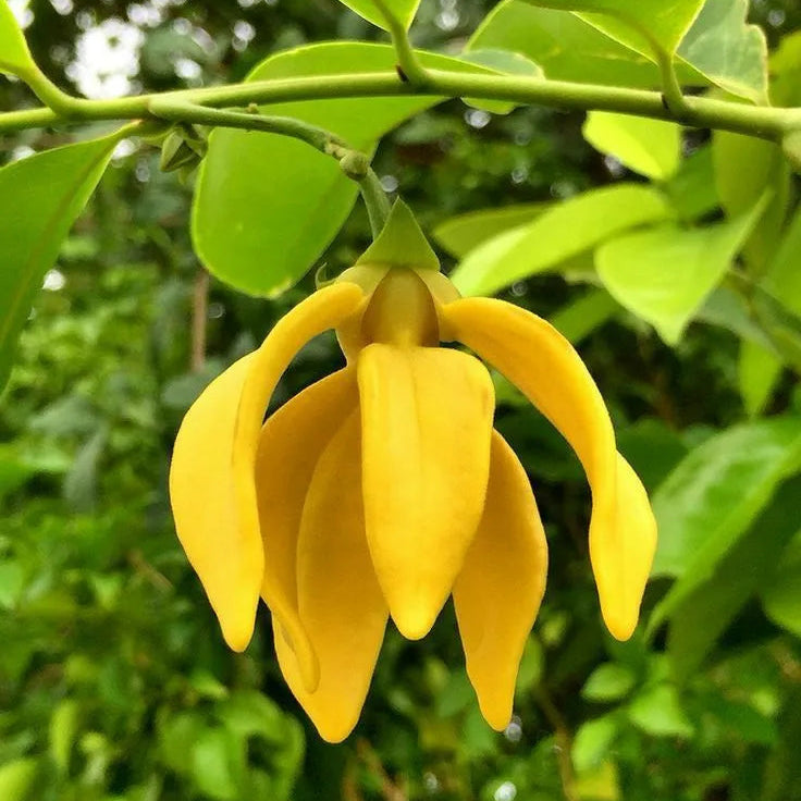 Buy Kathali Champa (Artabotrys Hexapetalus) - Plant Online at Lalitenterprise