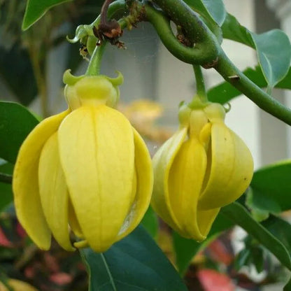 Buy Kathali Champa (Artabotrys Hexapetalus) - Plant Online at Lalitenterprise