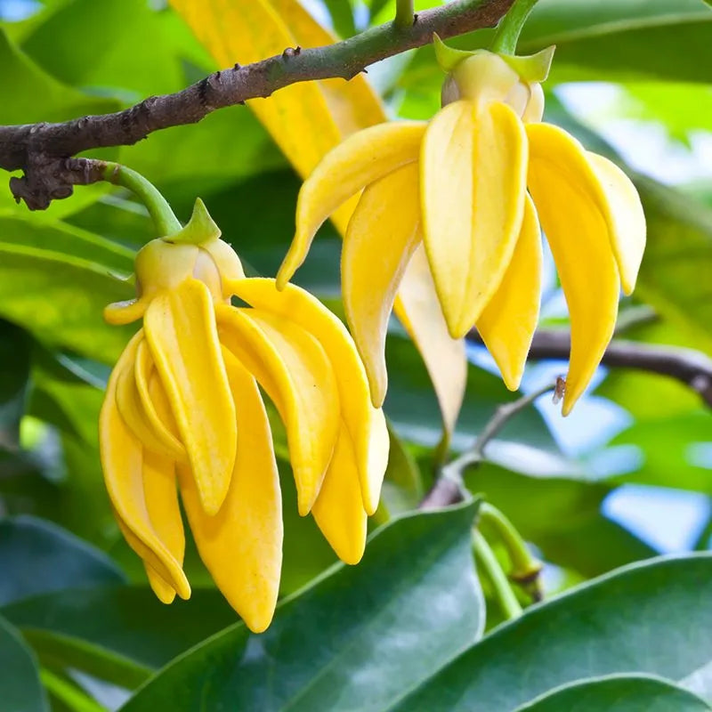 Buy Kathali Champa (Artabotrys Hexapetalus) - Plant Online at Lalitenterprise