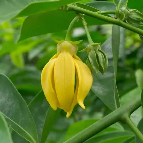 Buy Kathali Champa (Artabotrys Hexapetalus) - Plant Online at Lalitenterprise
