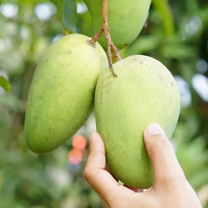 Buy Katimon Mango Plant Online at Lalitenterprise