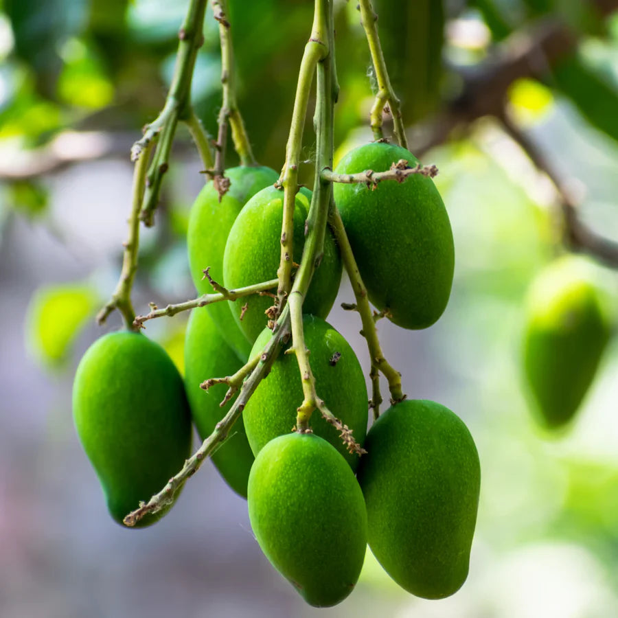 Buy Katimon Mango Plant Online at Lalitenterprise