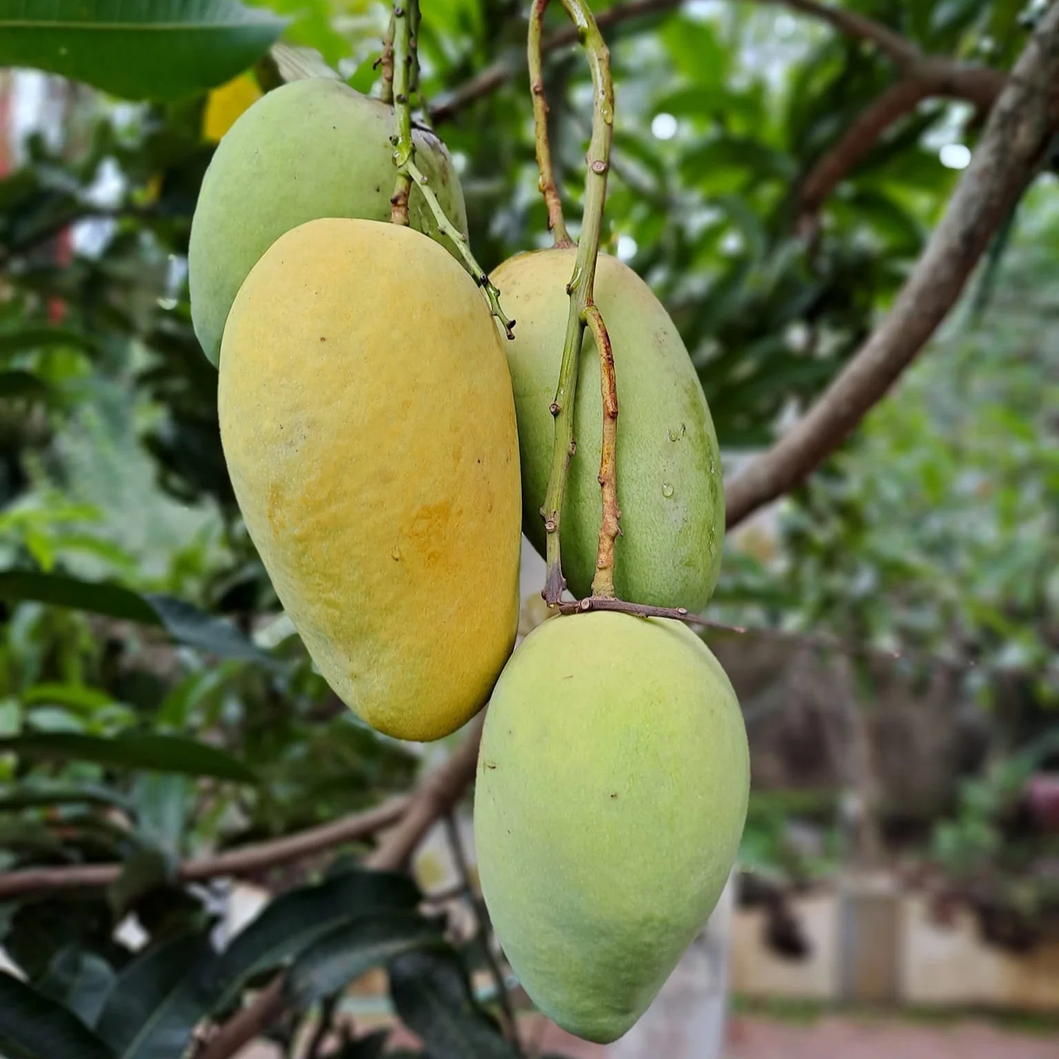 Buy Katimon Mango Plant Online at Lalitenterprise