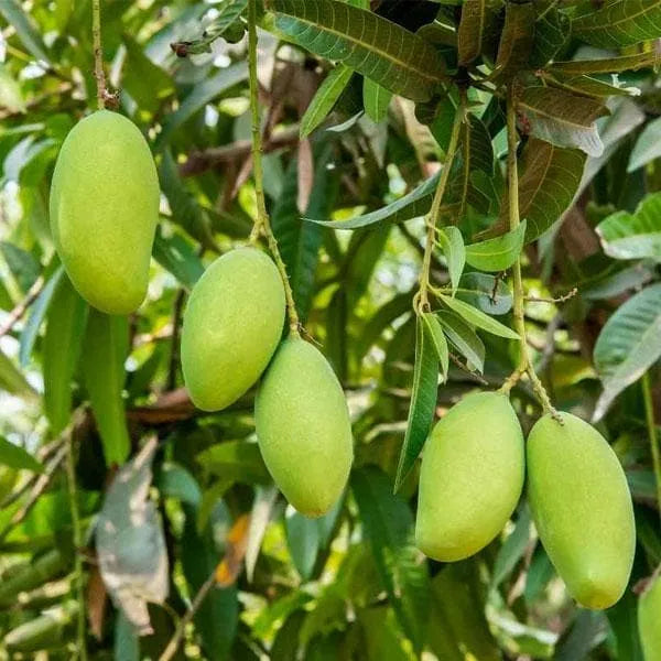 Buy Kesar Aam (Gir Kesar Mango) "Grafted" - Plant Online at Lalitenterprise