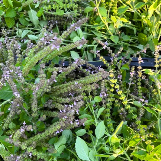 Buy Kapoor Tulsi (Ocimum kilimandscharicum) Blue Basil - Plant Online at Lalitenterprise