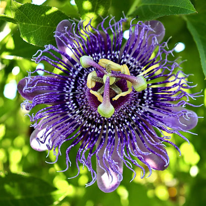 Buy Krishna Kamal (Passiflora Incarnata) Passion Flowers - PlantOnline at Lalitenterprise