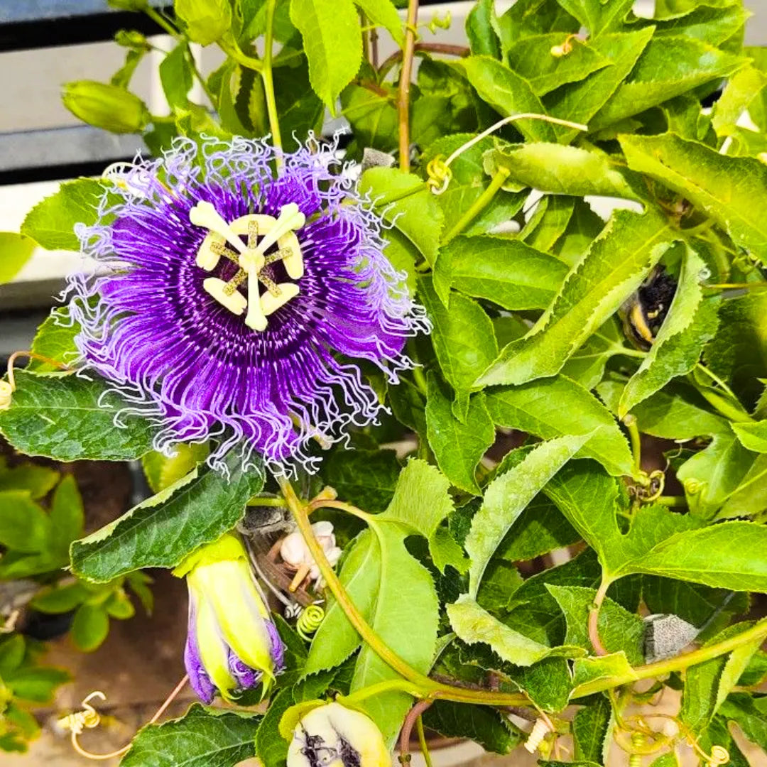 Buy Passiflora Incarnata - Plant Online at Lalitenterprise