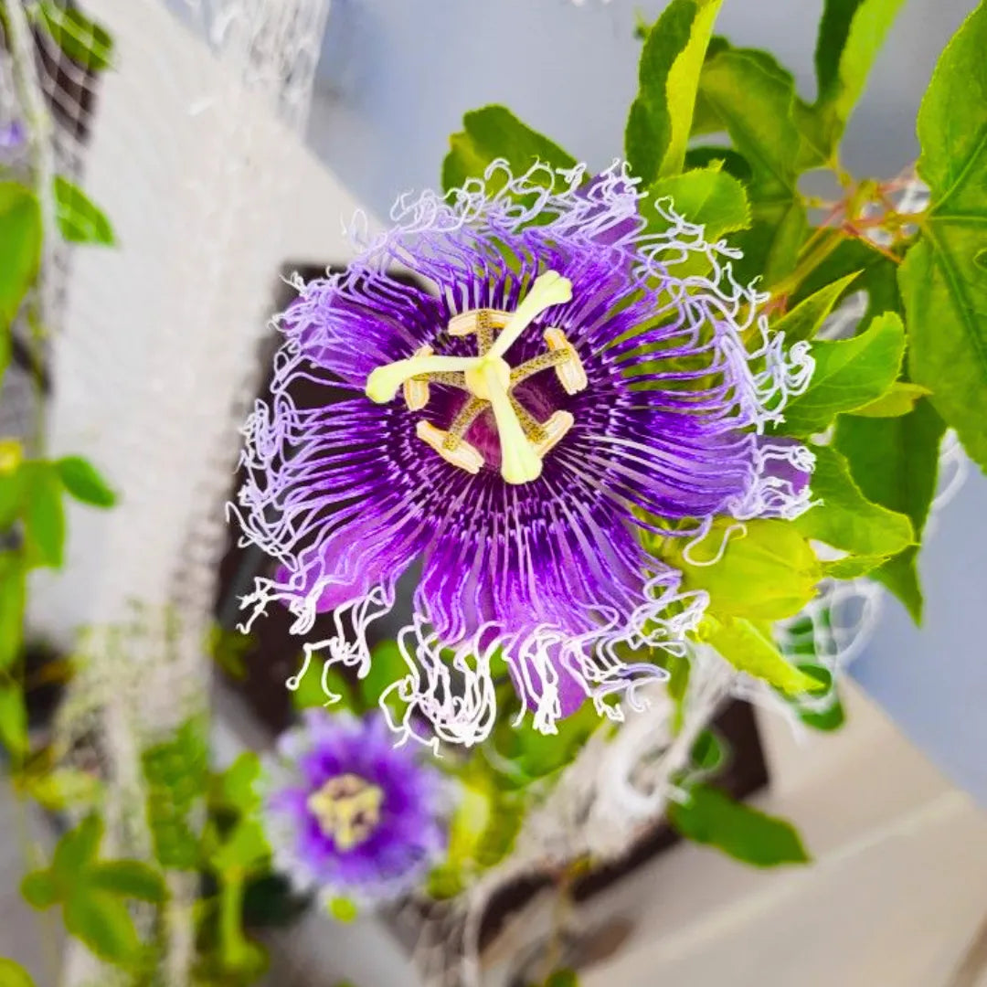 Buy Passion Flowers - PlantOnline at Lalitenterprise