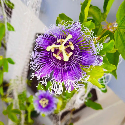 Buy Passion Flowers - PlantOnline at Lalitenterprise