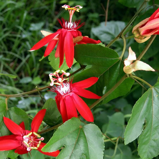 Buy Krishna Kamal Red (Passiflora Incarnata) "Passion Flowers" - Plant Online at Lalitenterprise