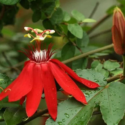 Buy Krishna Kamal Red (Passiflora Incarnata) "Passion Flowers" - Plant Online at Lalitenterprise