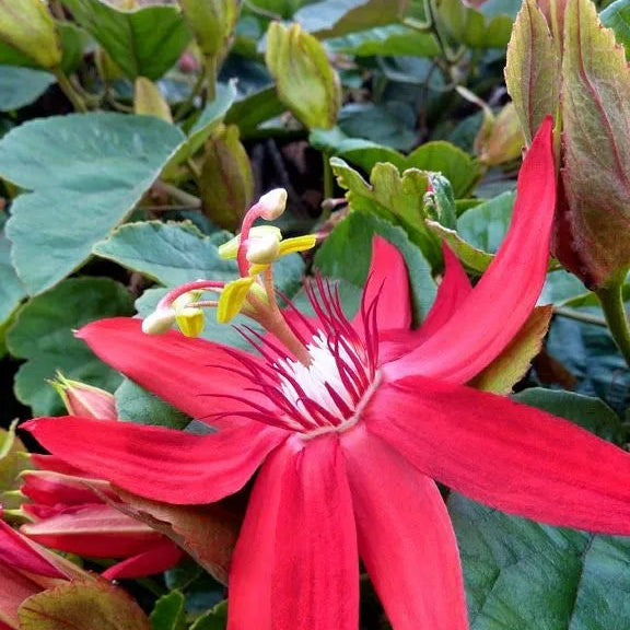 Buy Krishna Kamal Red (Passiflora Incarnata) "Passion Flowers" - Plant Online at Lalitenterprise
