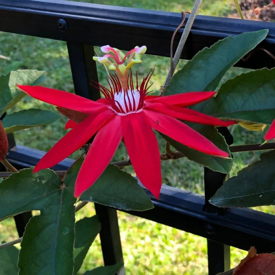Buy Krishna Kamal Red (Passiflora Incarnata) "Passion Flowers" - Plant Online at Lalitenterprise